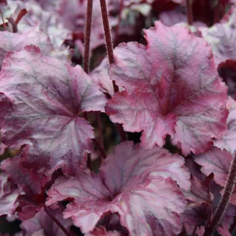 Heuchera 'Plum Royal' ---